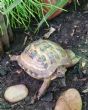 Horsfield : Young approx 3 years old (Petal)